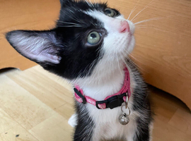 4 adorable male KITTENS