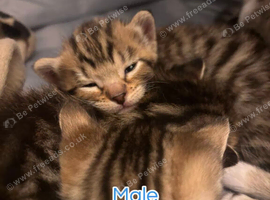 Kittens