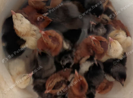 Pure bred pullets