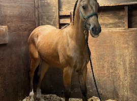 Registered welsh d colt