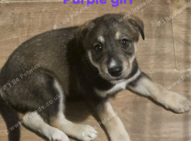 Huskador puppies
