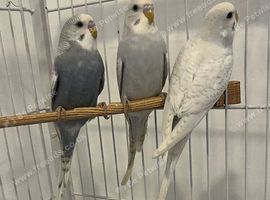 Baby budgies for sale
