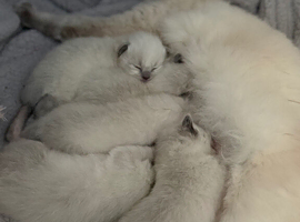 Ragdoll kittens