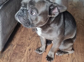 Beautiful Blue/Lilac French Bulldog Male &ndash; 8 Months Old