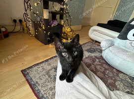 9 Week Old Friendly Kittens &ndash; 2 Boys & 1 Girl &ndash; Loving Indoor Home