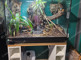 Australian whites tree frogs & terrarium