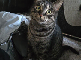 Beautiful cat