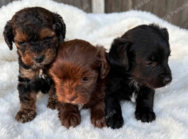 6 weeks old cocker Jack