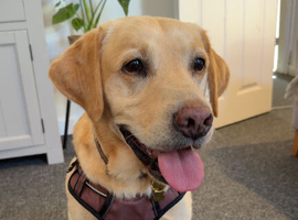 Golden Labrador