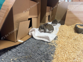 Two litters Giant pure bred French lop rabbits