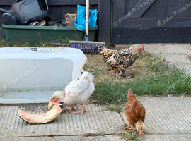 Hen and 2 baby chicks