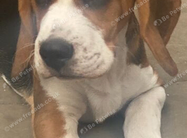 2 Beautiful beagle puppies