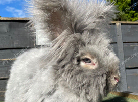 3 Stunning English Angora Girls