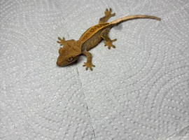 Crested geckos