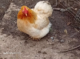 Pekin