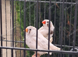 Nice pair zebra finches in large cage
