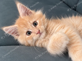 Stunning Purebred Maine Coon Boy Cream/red