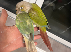 Conure for sale