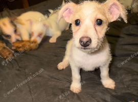 Jack Russel Terrier Pups