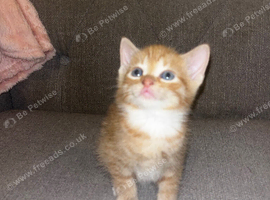 Main coon cross
