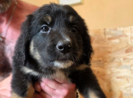 10 left of 11 beautiful Bernedoodle puppies *READY TO GO*