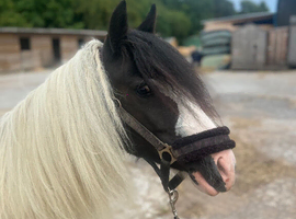 Chaps registered filly