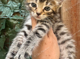 FULL GINGER KITTENS AND GREY TABBY KITTENS TO RESERVE