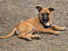Belgian Malinois x bullmastiff