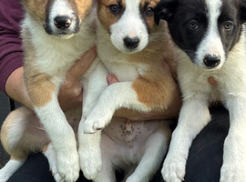 Beautiful Border Collie Puppies