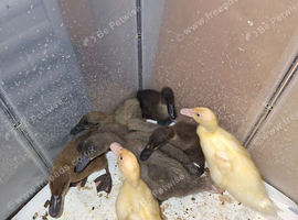 Duckling 2-3 week old