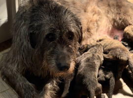 KC Irish Wolfhound Puppies