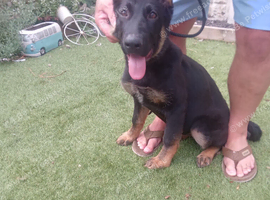 German shepherd