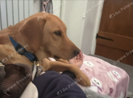 Gorgeous Fox Red Labrador - 11 months