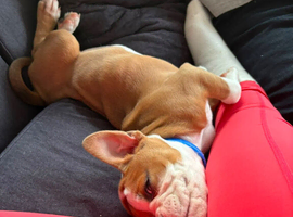 Old English bulldog puppy nebbr registered