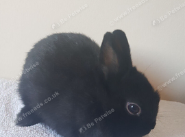 Baby Purebred Netherland Dwarfs