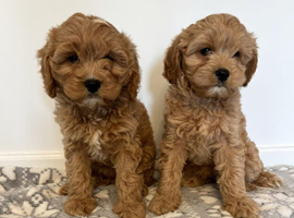 Miniature Cavapoo puppies