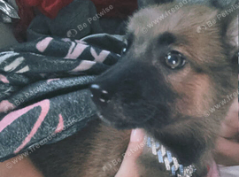 10 week old puppy