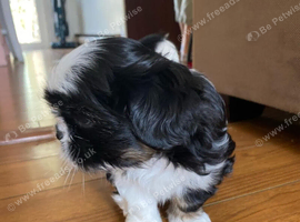 My beautiful boy shih tzu