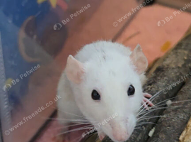 URGENT!! 5 female rats