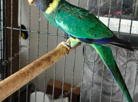 Australian Ringneck