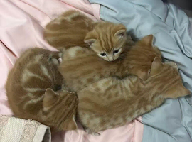 Adorable Ginger Tabby Kittens