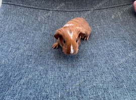 Guinea pigs