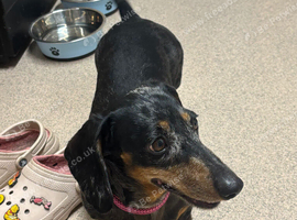 Dachshund girl back in tanand dapple lovely nature dog good on walks good with other dogs good with kids and other people free and wormed chipped sell