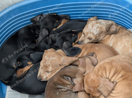 Dachshund  puppies for sale.