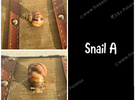 Baby giant African land snails (Lissachatina fulica)