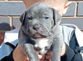 Blue staffy pups
