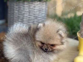 Fabulous KC Registered Home Raised Pomeranian Puppies