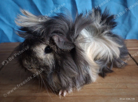 Two bonded pet boars 3 mths
