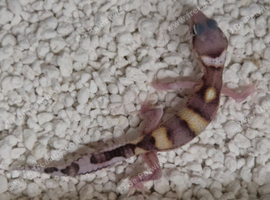 Bargain leopard gecko babies