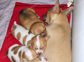 Stunning Chihuahua Puppies - Snuggled Safely with Mum